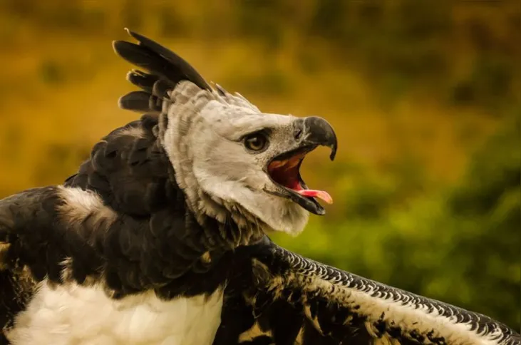 Imagem ilustrativa da imagem ICMBio: Brasil tem 1,2 mil espécies da fauna ameaçadas de extinção