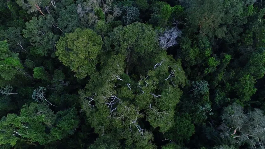 Imagem ilustrativa da imagem No Dia da Amazônia, organizações alertam sobre preservação do bioma