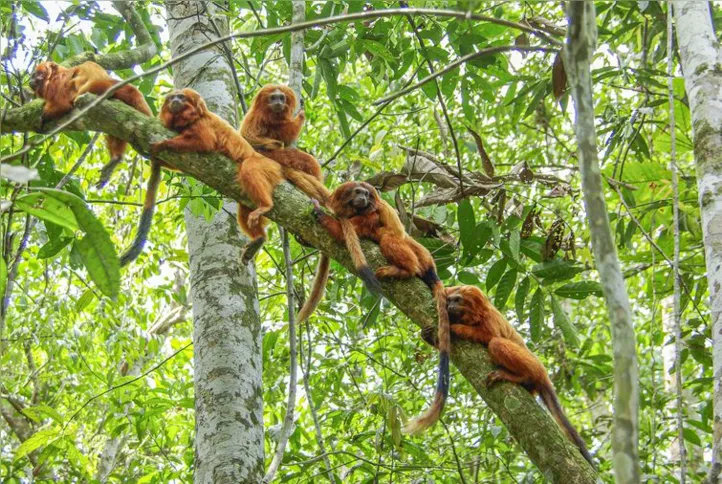 Imagem ilustrativa da imagem RJ: pesquisadores comemoram aumento do número de micos-leões-dourados