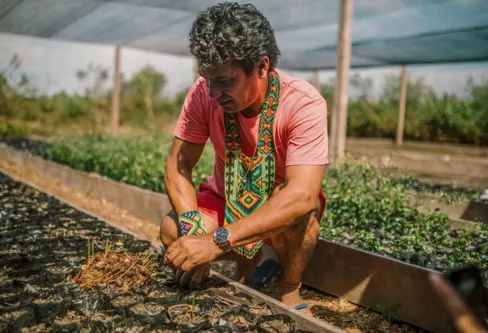 Imagem descritiva da notícia No Acre, indígenas lideram ações de reflorestamento da Amazônia