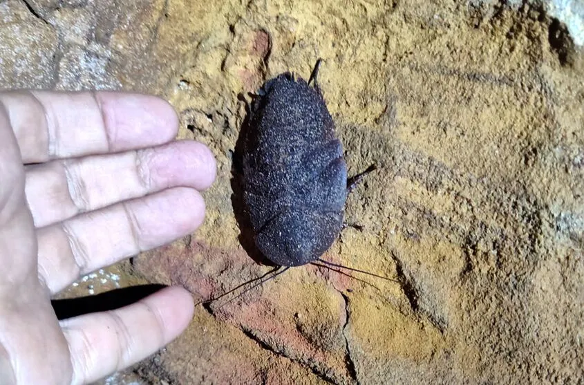 Imagem descritiva da notícia Animal em extinção de 1 mm é encontrado apenas em caverna no Pará