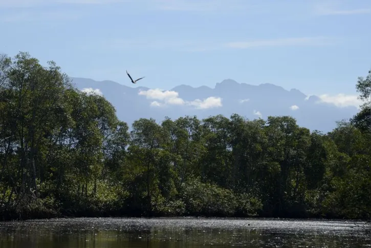 Imagem ilustrativa da imagem "Abusamos do direito de errar", diz biólogo sobre Baía de Guanabara