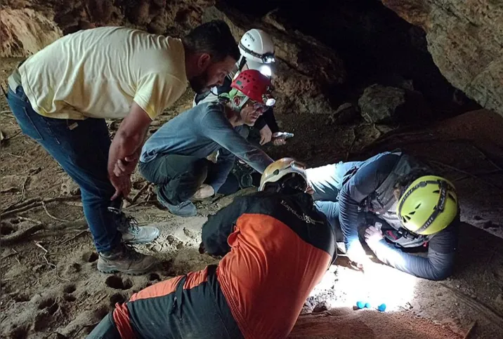 Imagem ilustrativa da imagem Animal em extinção de 1 mm é encontrado apenas em caverna no Pará