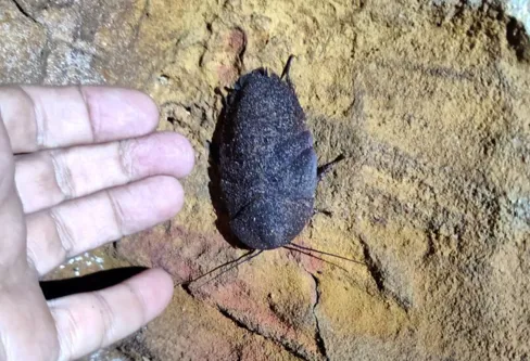 Imagem descritiva da notícia Animal em extinção de 1 mm é encontrado apenas em caverna no Pará