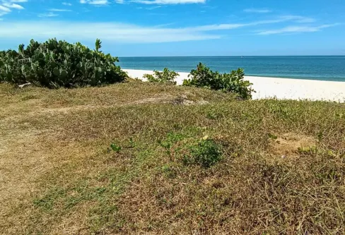Imagem descritiva da notícia Planta invasora da Caatinga pode ser risco para ecossistema no Rio