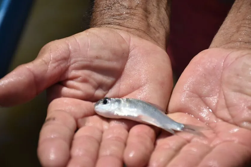 Imagem descritiva da notícia Mutirão solta 150 mil peixes em municípios do Sergipe no fim de semana