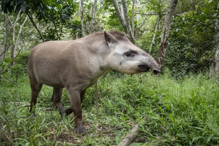 Imagem ilustrativa da imagem Mais sete macacos bugios são soltos no Parque Nacional da Tijuca