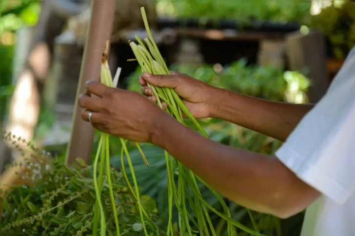 Imagem ilustrativa da imagem Quilombo no Rio integra o Programa de Aquisição de Alimentos