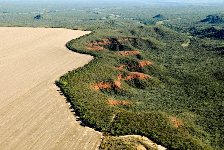 Imagem ilustrativa da imagem Entenda como o mau uso da floresta compromete a vida no planeta