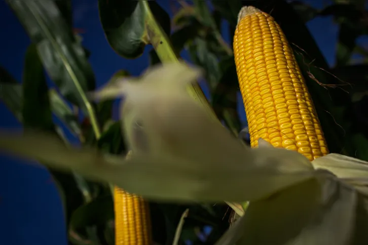 Imagem ilustrativa da imagem Saiba quais alimentos compõem nova cesta básica