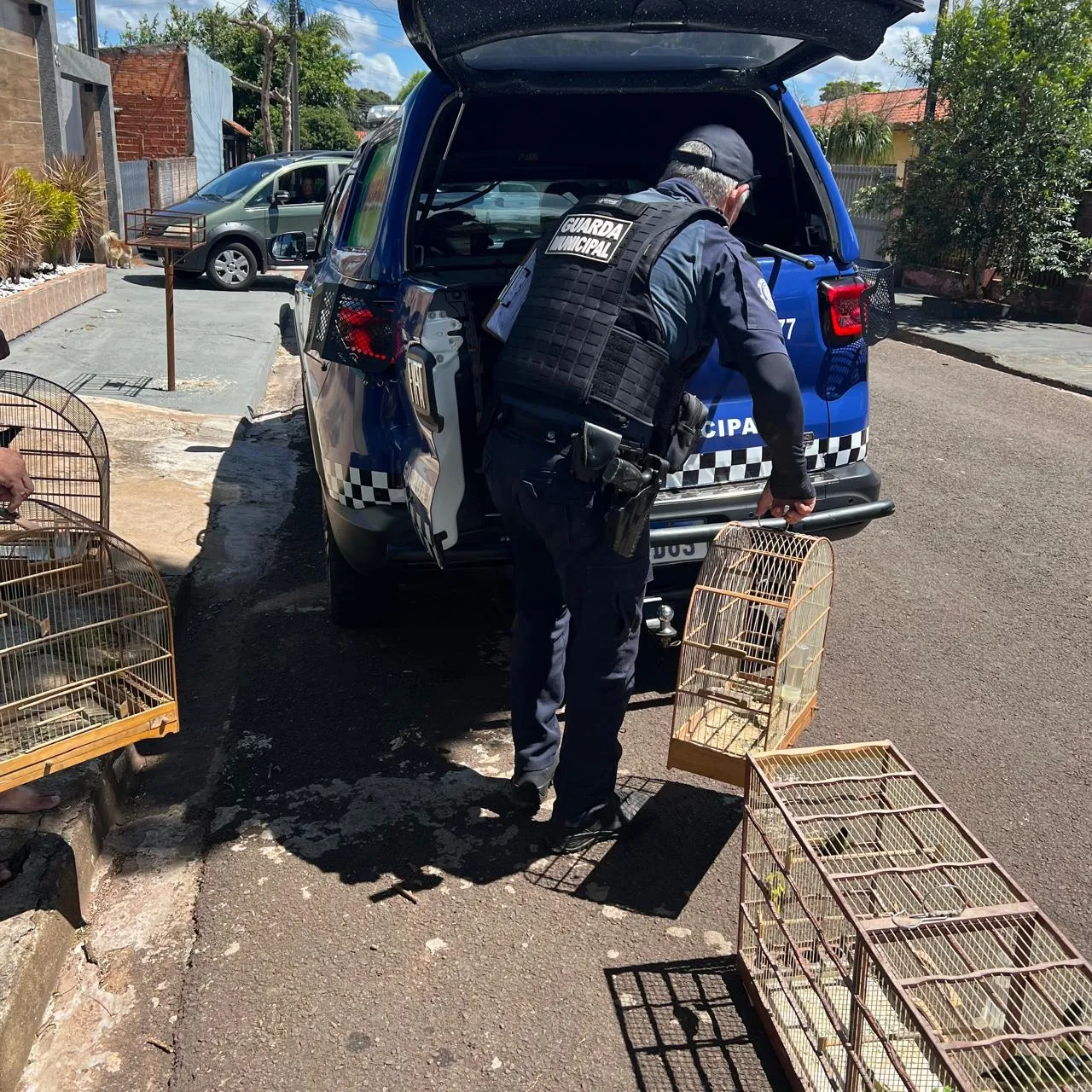 Aves foram retiradas do local pela Guarda Municipal