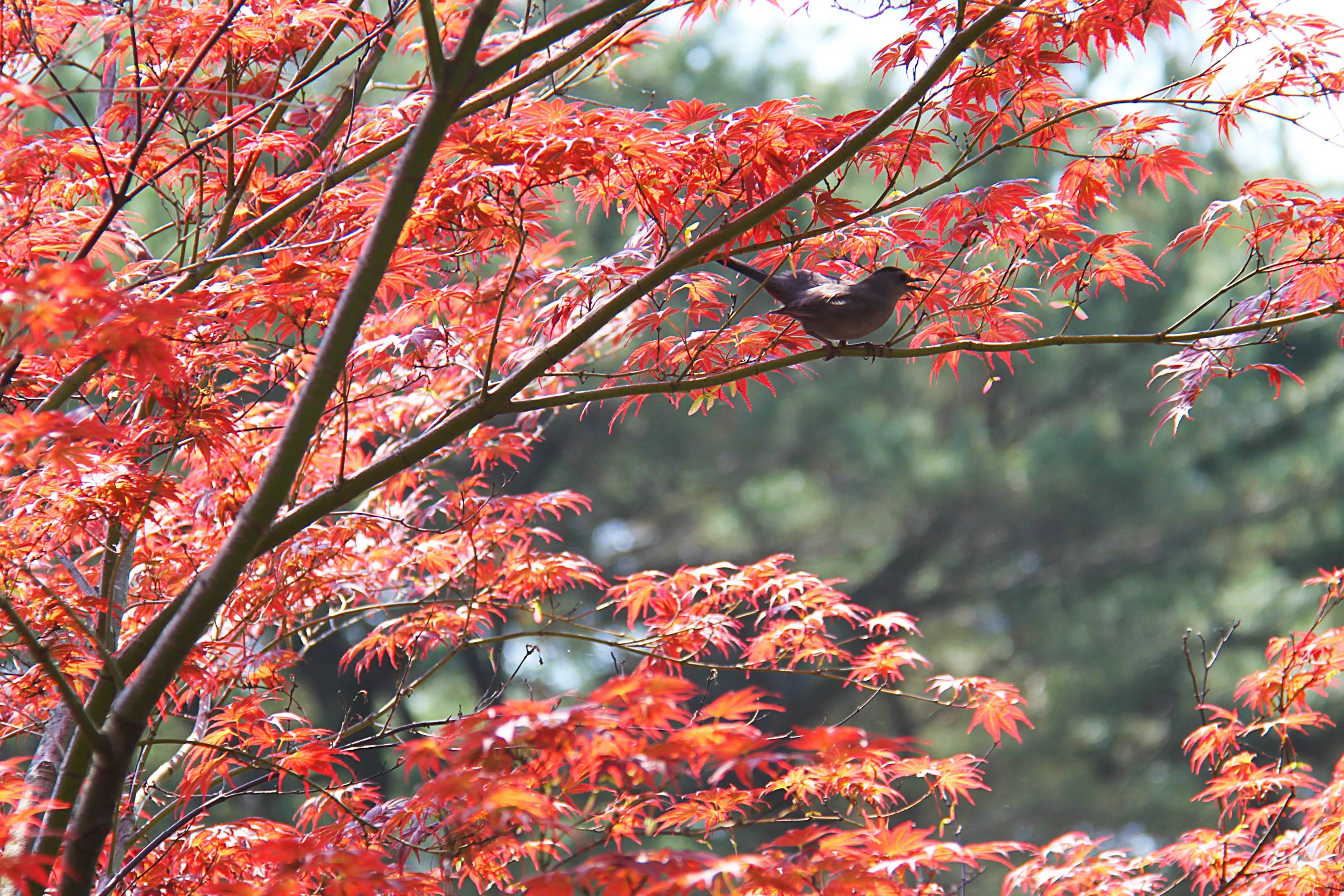 Outono começa quente e terá chuvas um pouco acima da média.
Foto: José Fernando Ogura
