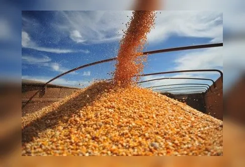 Imagem descritiva da notícia Safra
de grãos pode chegar a 36,9 milhões de toneladas
