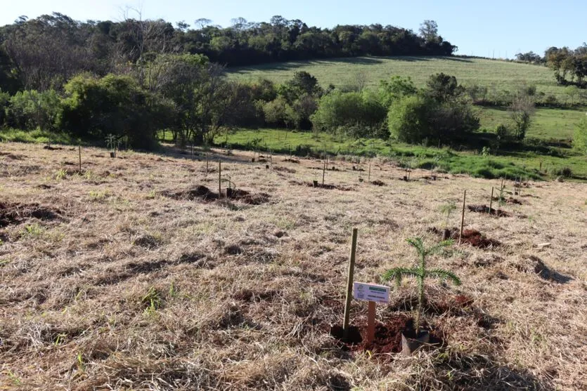 Imagem descritiva da notícia Ivaiporã inicia reflorestamento da Mata do Placídio