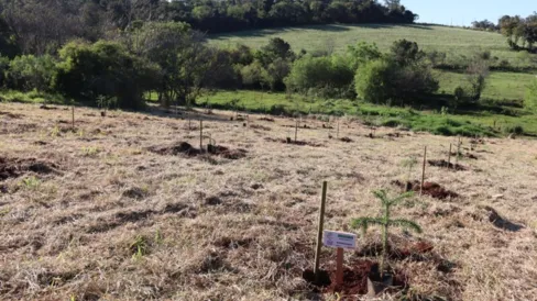 Imagem descritiva da notícia Ivaiporã inicia reflorestamento da Mata do Placídio