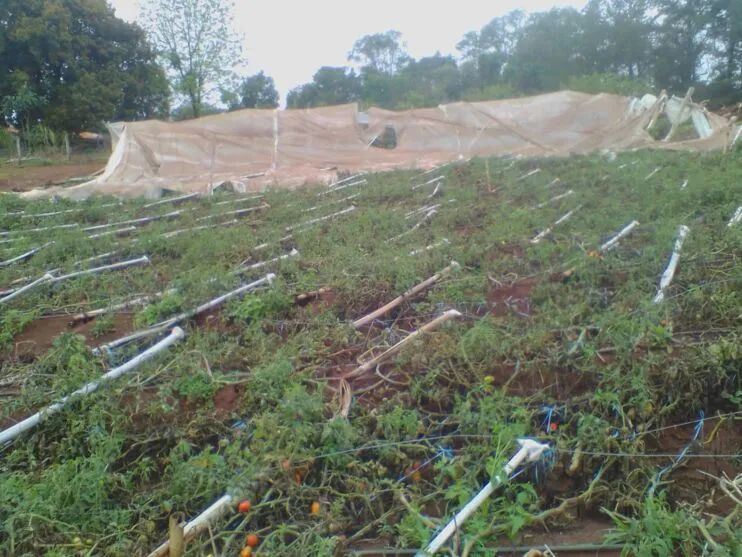 Pelo menos 50 estufas foram destruídas nos dois temporais que atingiram Mauá da Serra em outubro