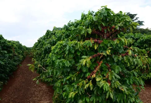 Imagem descritiva da notícia Estimativa aponta queda de 57% na produção de café na região