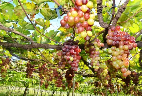Imagem descritiva da notícia Produtores de uvas em Jandaia aceleram colheita para o Natal