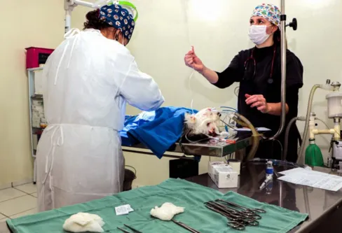 Imagem descritiva da notícia Programa ‘Mais Vida Animal’ fecha ano com 1.150 castrações em Apucarana