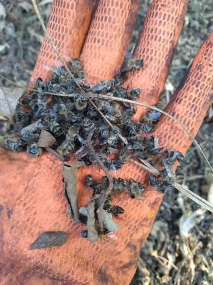 Imagem descritiva da notícia Agrotóxico pode ter exterminado 130 colmeias de abelhas em Mauá da Serra