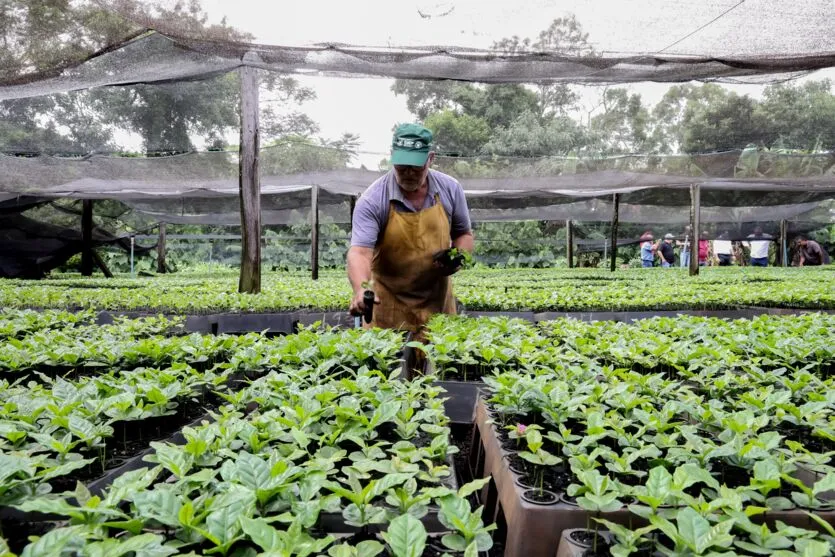 Imagem descritiva da notícia Apucarana é referência na produção de mudas de café