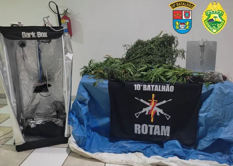Os moradores afirmaram que já faziam o cultivo há algum tempo
