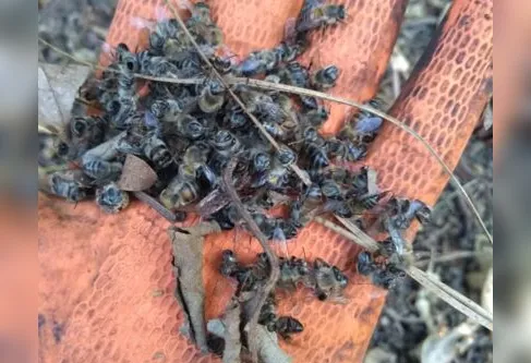 Imagem descritiva da notícia Agrotóxico pode ter exterminado 130 colmeias de abelhas em Mauá da Serra