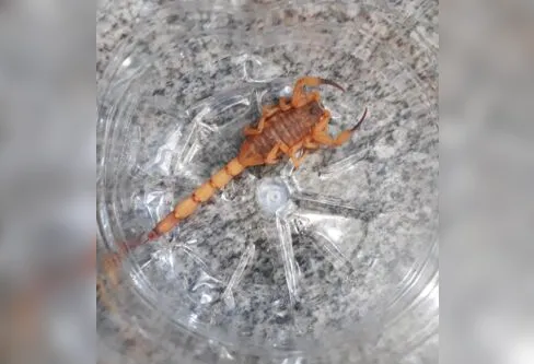 Imagem descritiva da notícia Proliferação do escorpião-amarelo gera alerta na saúde de Apucarana