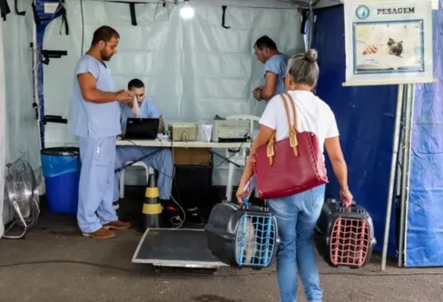 Imagem descritiva da notícia Programa CastraPet faz esterilização de 230 cães e gatos em Apucarana