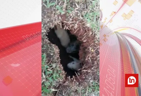 Imagem descritiva da notícia Ratos em Apucarana
