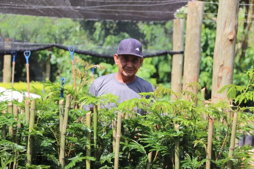 Imagem descritiva da notícia Viveiro de Ivaiporã garante ‘engenharia verde’ nas ruas