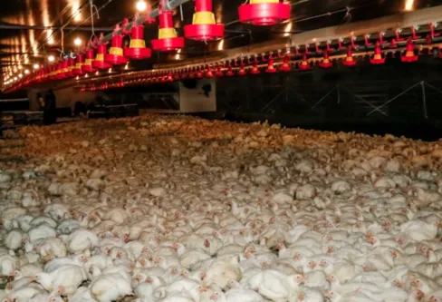 Imagem descritiva da notícia Com produção recorde no PR, avicultura regional passa por momento de transição