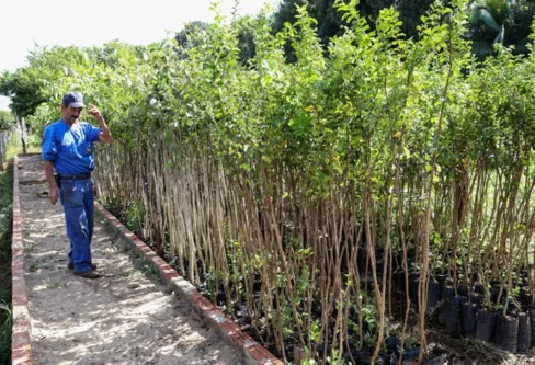 Imagem descritiva da notícia Apucarana vai plantar 2,5 mil novas árvores na área urbana