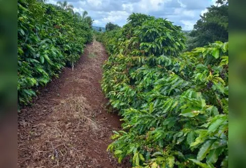 Imagem descritiva da notícia Cafeicultura se recupera e safra deve dobrar na região em 2023