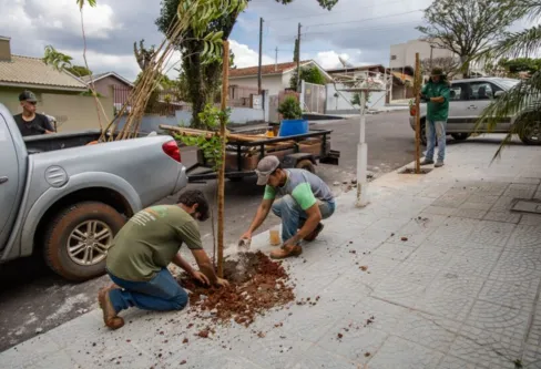 Imagem descritiva da notícia Apucarana renova arborização urbanas com plantio de 2,5 mil novas mudas