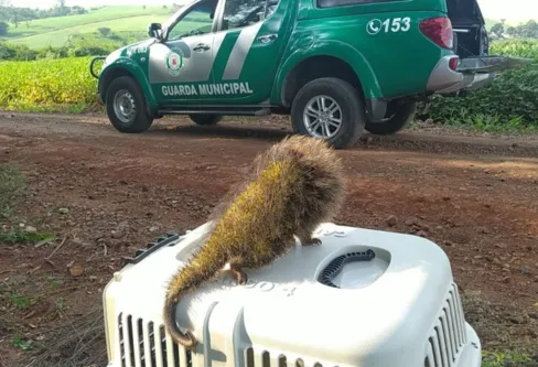 Imagem descritiva da notícia Maus-tratos a animais é crime ambiental mais comum em Arapongas