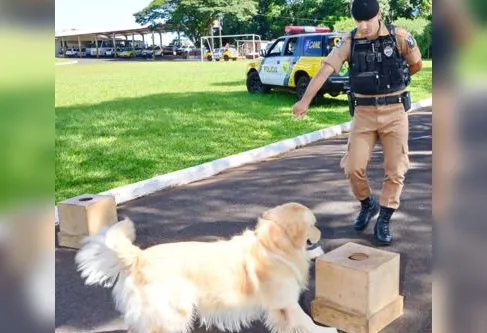 Imagem descritiva da notícia PM lamenta morte do primeiro animal do Canil da PM