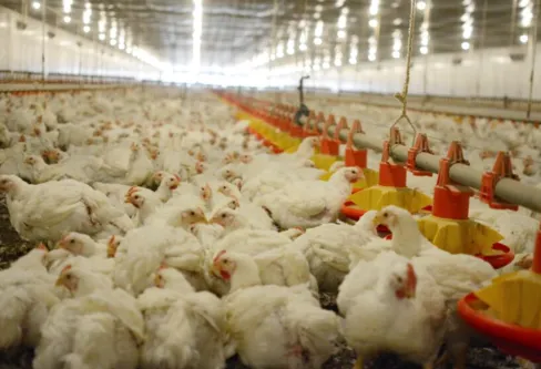 Imagem descritiva da notícia Paraná decreta emergência zoosanitária para gripe aviária