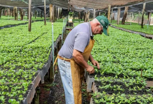 Imagem descritiva da notícia Programa Terra Forte abre 
cadastro para mudas de café