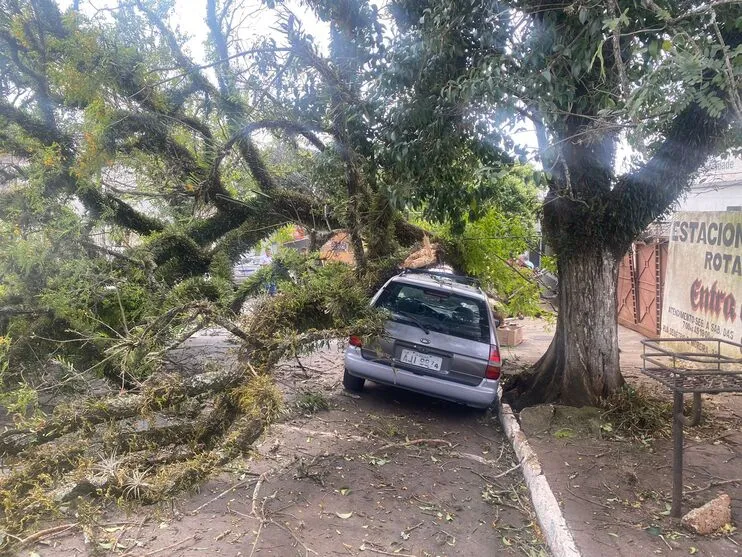 Imagem descritiva da notícia Giro
 regional: Ventania provoca queda de árvore em Apucarana