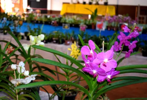Imagem descritiva da notícia Jardim Alegre promove 16ª edição da Exposição e Vendas de Orquídeas