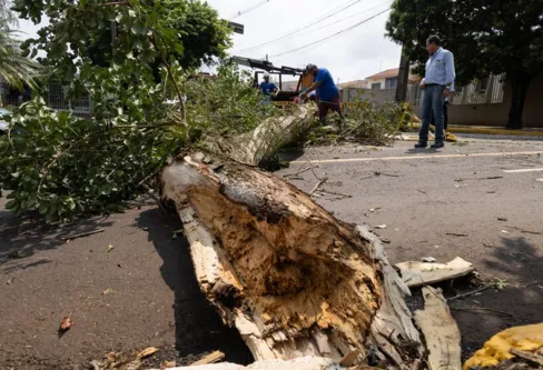 Imagem descritiva da notícia Tempestade derrubou 60 árvores e danificou 20 imóveis em Apucarana