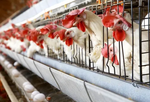 Imagem descritiva da notícia Flexibilização de regras contra gripe aviária gera alerta no setor
