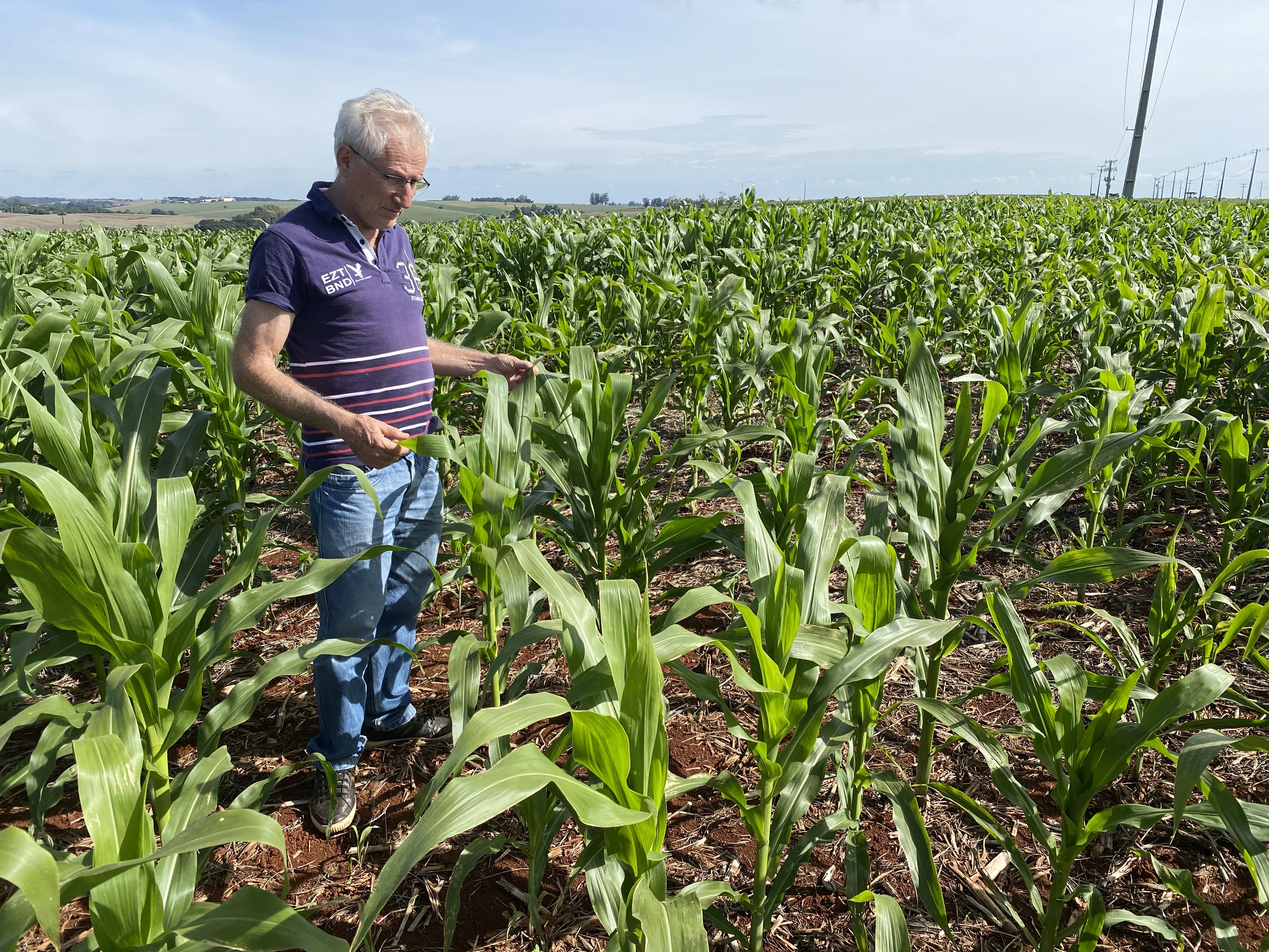 Imagem descritiva da notícia Plantio de trigo recua 11% com avanço do milho safrinha na região