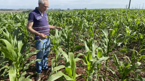 Imagem descritiva da notícia Plantio de trigo recua 11% com avanço do milho safrinha na região