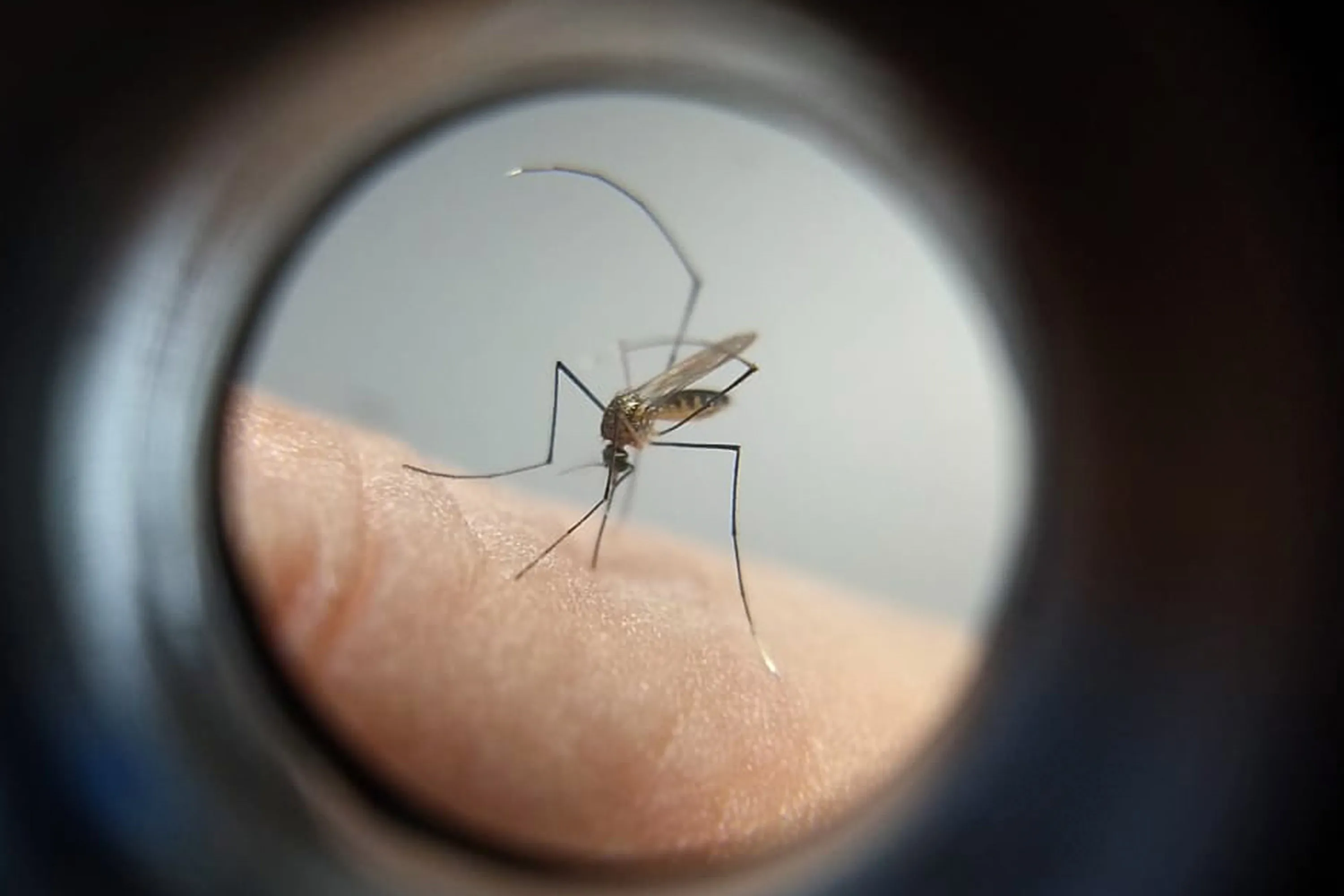 Imagem descritiva da notícia Jovem de 19 anos é 24ª vítima de dengue na 16ª Regional de Saúde