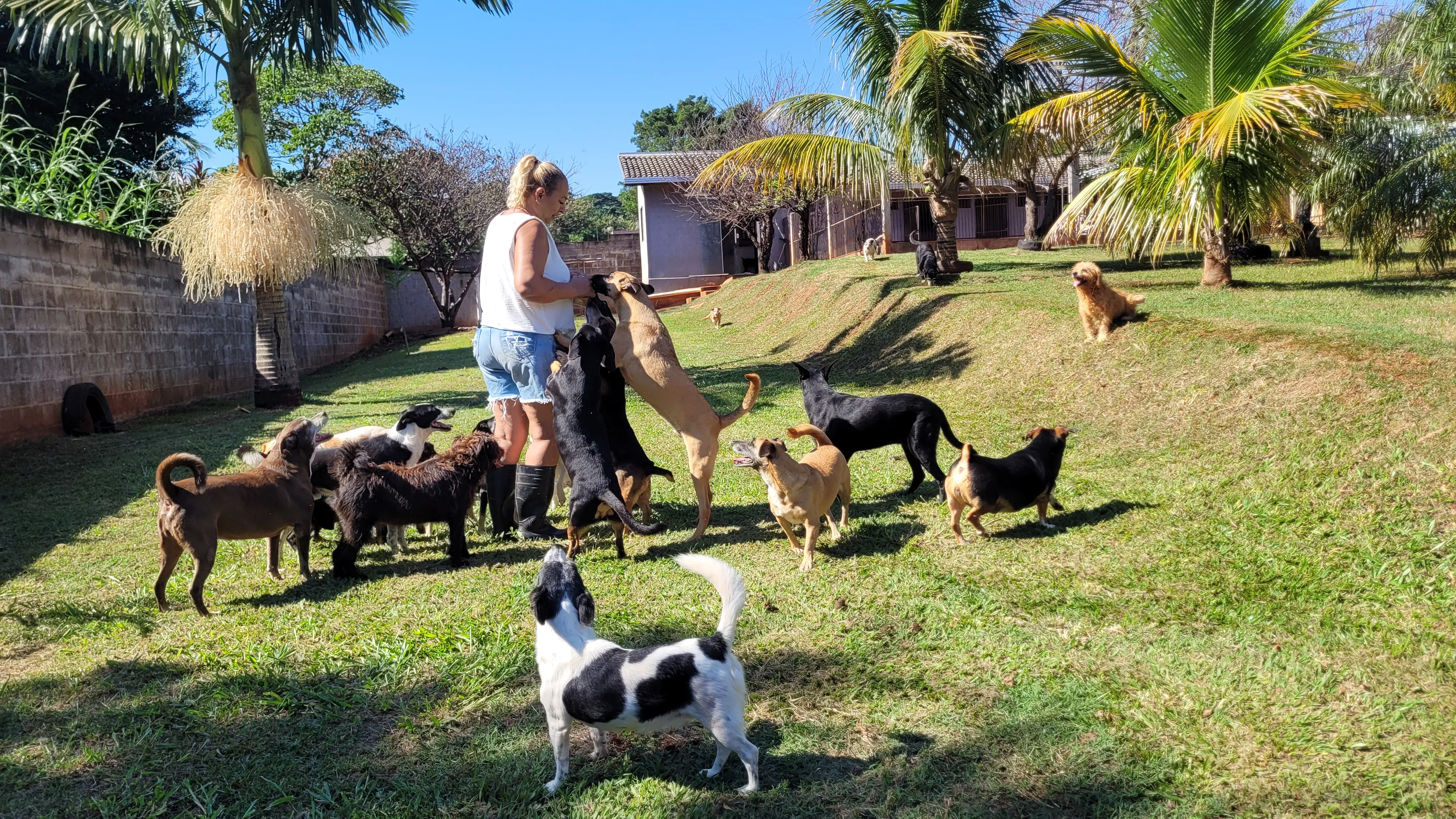 Imagem descritiva da notícia Rotina de cuidado: professora resgata 100 cães abandonados