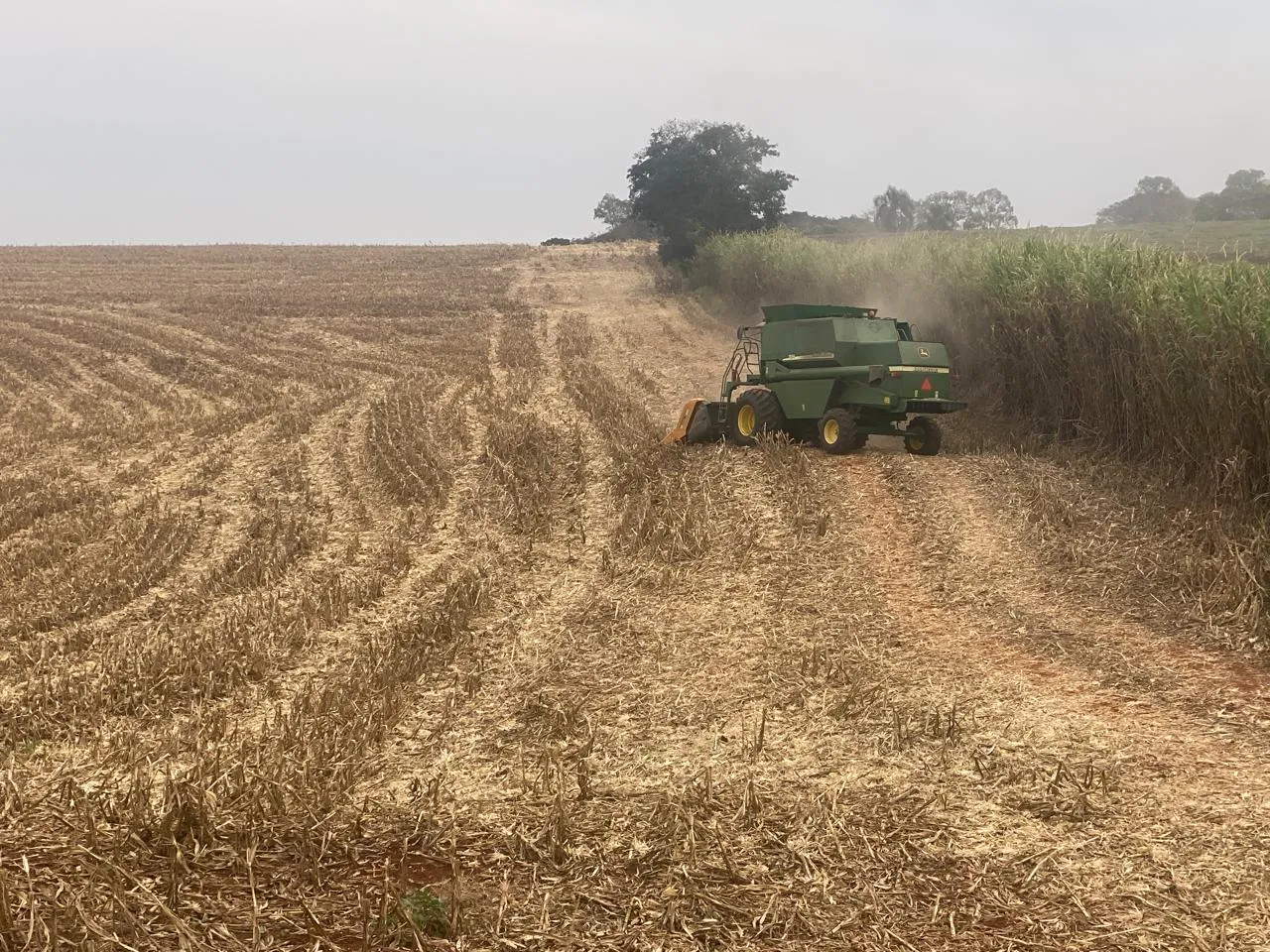 Imagem descritiva da notícia Falta de chuvas causa prejuízos na produção de trigo e milho