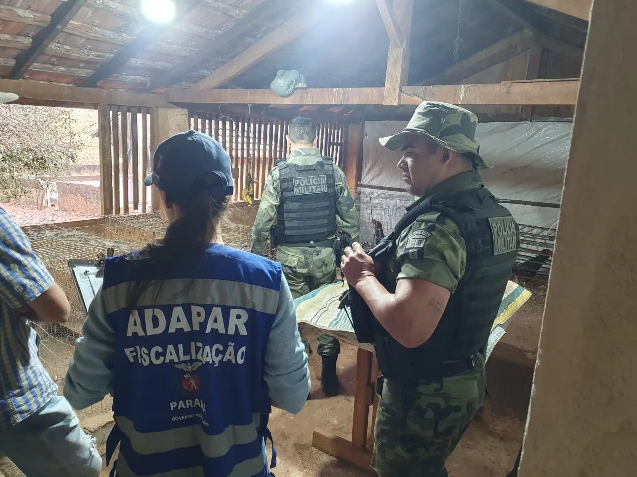 Imagem descritiva da notícia Polícia Ambiental apreende 
galos em São Pedro do Ivaí