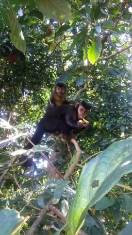 Imagem ilustrativa da imagem Febre amarela não altera convívio de moradores com macacos